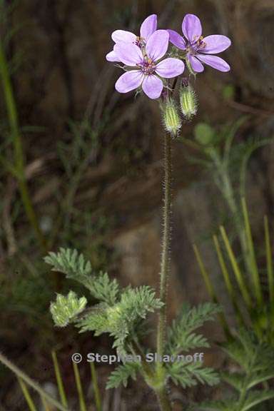 erodium cicutarium 7 graphic